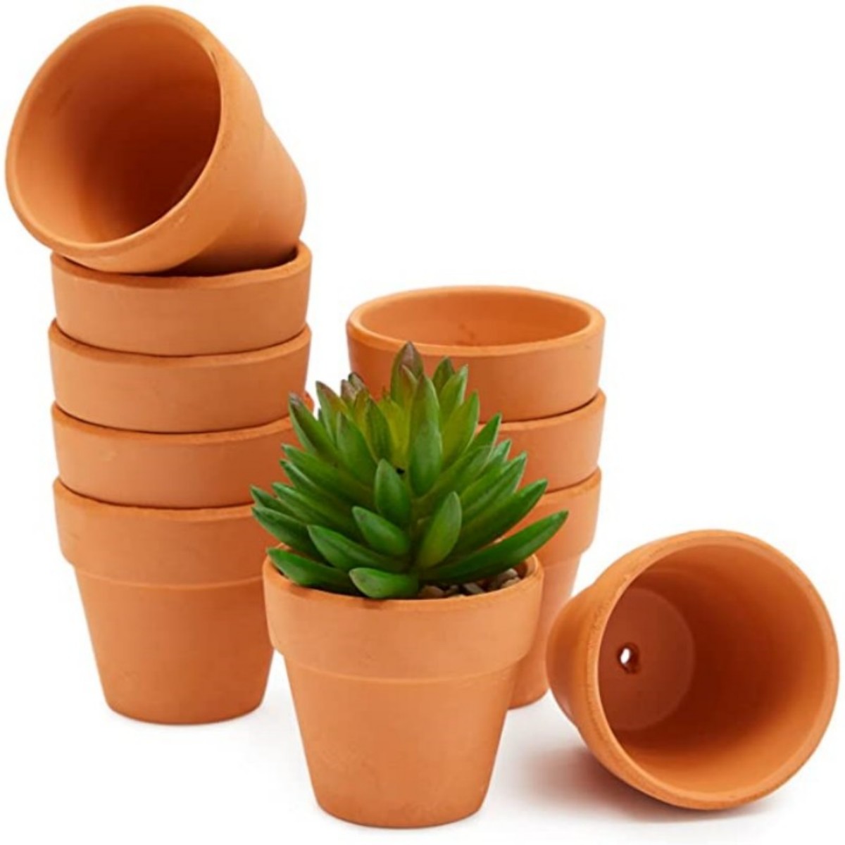 Echeveria Succulent - 16 Pcs 1.8'' Terra Cotta Pots