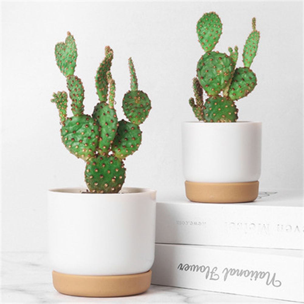 Round Cactus Succulent Plants  - đánh giá và giá Echeveria Succulent