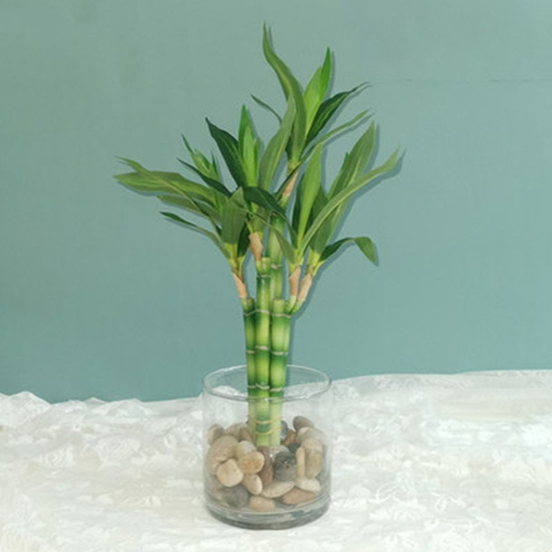 Mới 40Cm RFtificial May Mắn Tr - đánh giá và giá Echeveria Succulent