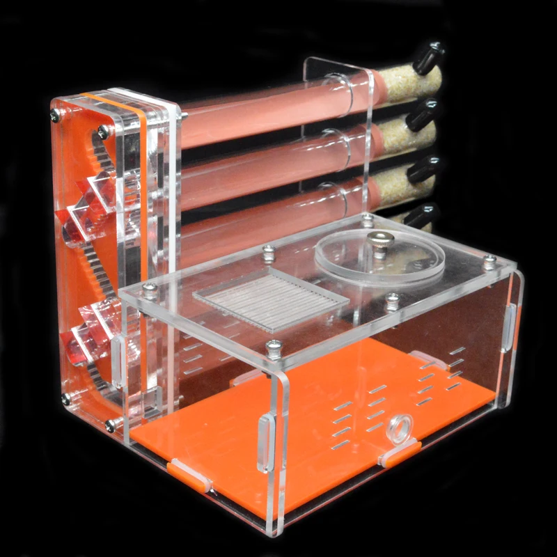 Tự Làm Acrylic Kiến Nông Trại  - đánh giá và giá Begonia Rex