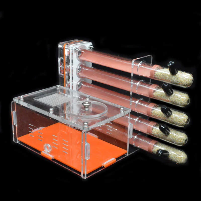 Tự Làm Acrylic Kiến Nông Trại  - đánh giá và giá Begonia Rex