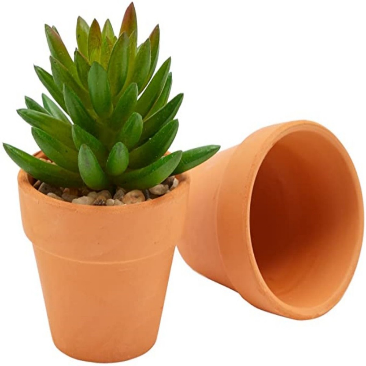 16 Pcs 1.8'' Terra Cotta Pots  - đánh giá và giá Echeveria Succulent