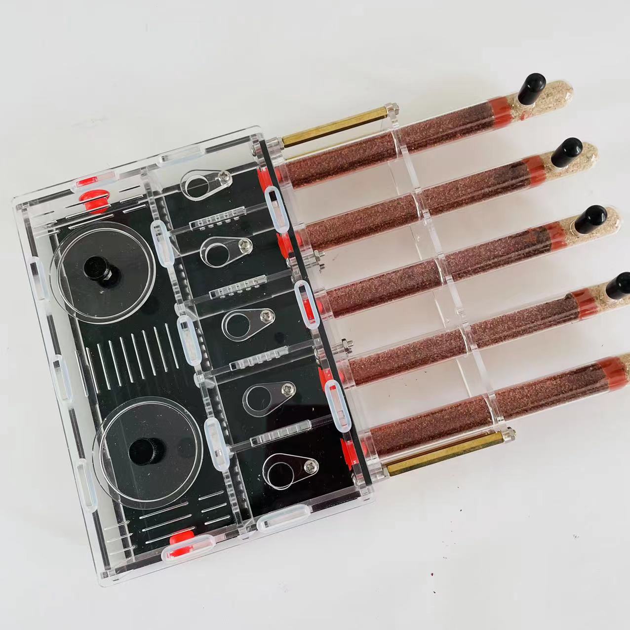 Unlimite Mở Rộng Tổ Kiến Acryl - đánh giá và giá Begonia Rex